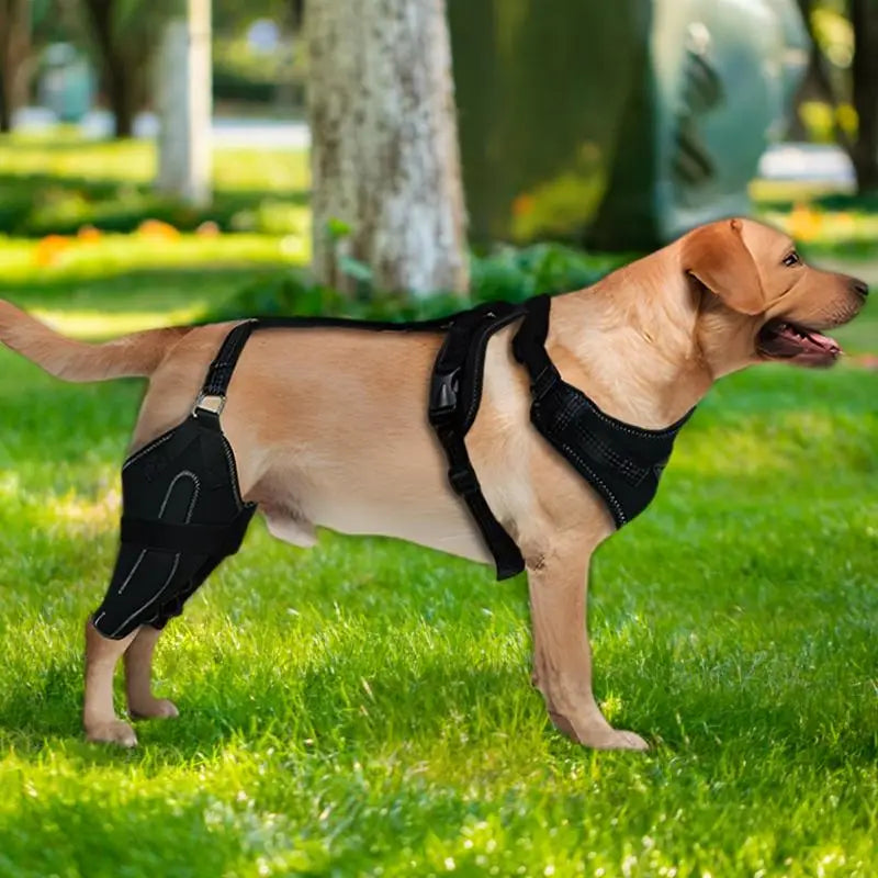 Dog Leg Support Brace Knee Hip Joint Protect Wounds Prevent Injuries Canine Aid And Ligament Rehabilitation For Pets Accessories